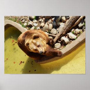 Poster ours Brown