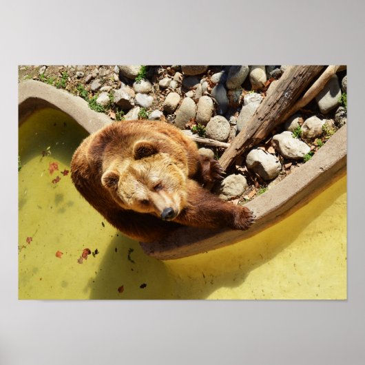 Poster ours Brown (Devant)