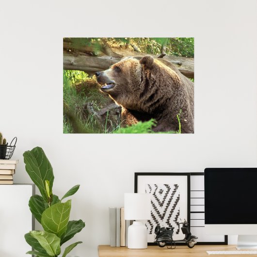 Poster Ours Brown (Bureau à domicile)