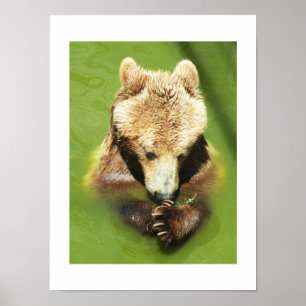 Poster Ours Brown dans l'eau