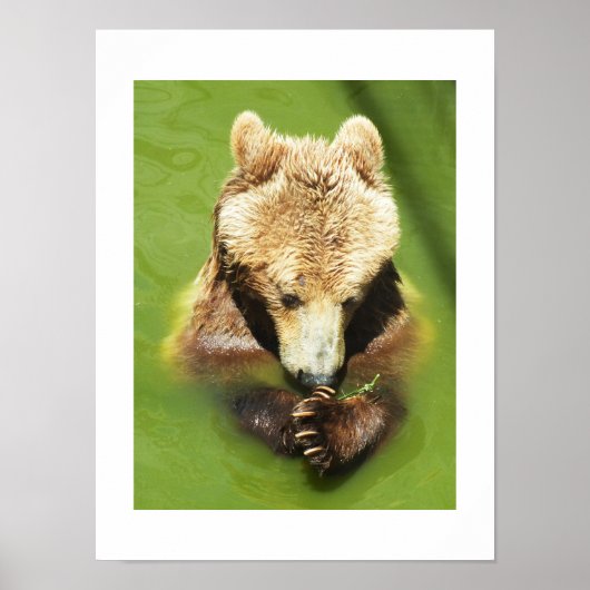 Poster Ours Brown dans l'eau (Devant)