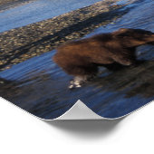 Poster ours Brown, grizzli, truie et oursons (Coin)