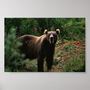Poster Ours Brown Kodiak