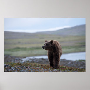 Poster Ours brun à la réserve Katmai
