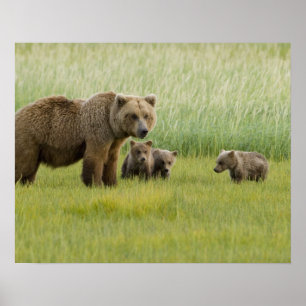 Poster Ours brun d'Alaska femelle et trois oursons, Ursus