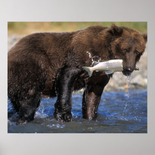 Poster Ours brun, grizzly, avec prise de saumon,