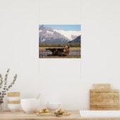 Poster Ours brun, grizzly ours s'étirant sur le dos (Cuisine)