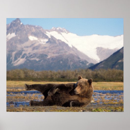 Poster Ours brun, grizzly ours s'étirant sur le dos (Devant)