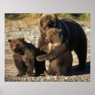 Poster Ours brun, grizzly, truie avec ses oursons sur la 