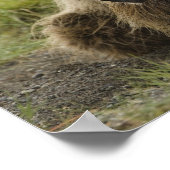 Poster Ours brun, ou Ours grizzly côtier, Ursus (Coin)