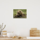 Poster Ours brun, ou Ours grizzly côtier, Ursus (Cuisine)