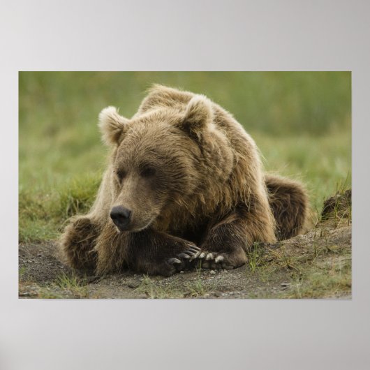 Poster Ours brun, ou Ours grizzly côtier, Ursus (Devant)
