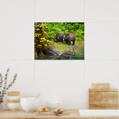 Poster Ours brun & ourson | Hyder, Alaska (Cuisine)