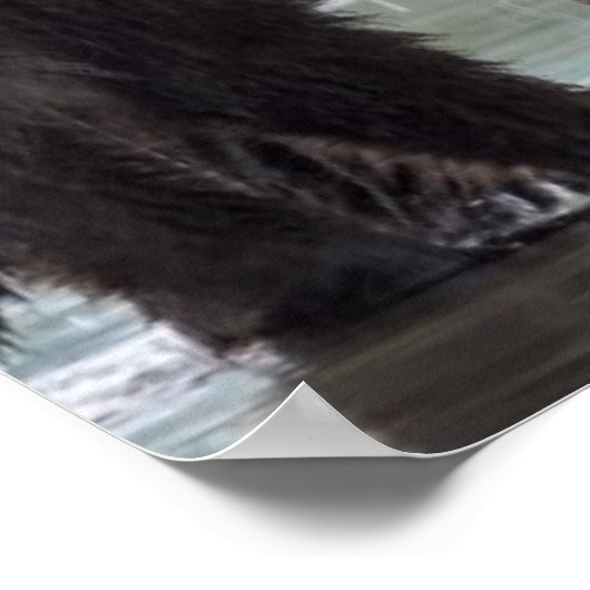 Poster Ours brun | Parc national du lac Clark (Coin)