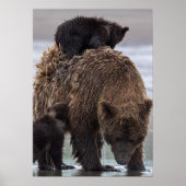 Poster Ours brun | Parc national du lac Clark (Devant)