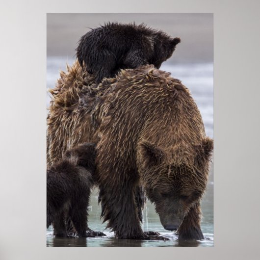 Poster Ours brun | Parc national du lac Clark (Devant)