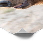 Poster Ours brun souriant (Coin)