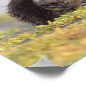 Poster ours brun, Ursus arctos, grizzli, Ursus 8 (Coin)