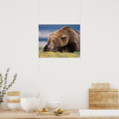 Poster ours brun, Ursus arctos, grizzli, Ursus 8 (Cuisine)
