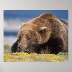 Poster ours brun, Ursus arctos, grizzli, Ursus 8