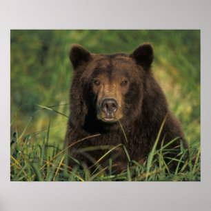 Poster ours brun, Ursus arctos, grizzli, Ursus 9