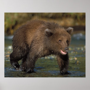 Poster ours brun, Ursus arctos, grizzly, Ursus 6