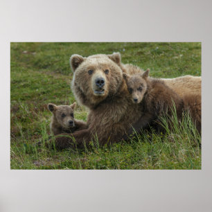 Poster Ours bruns oursons câlinant leur mère