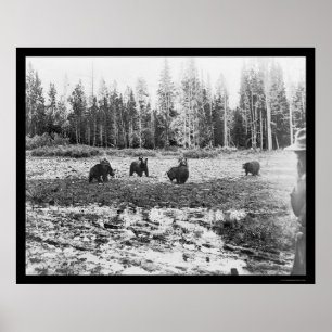 Poster Ours dans le parc national Yellowstone 1922