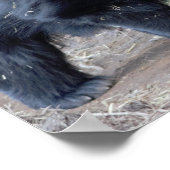 Poster Ours de fentes (Coin)