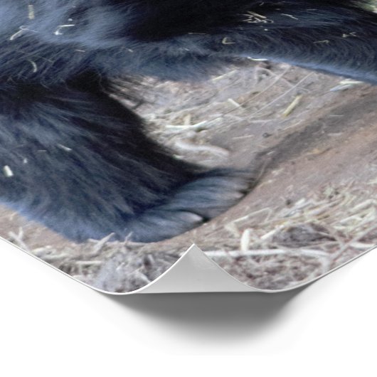 Poster Ours de fentes (Coin)