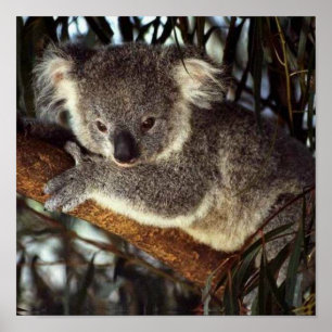 Poster Ours de koala