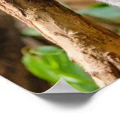 Poster Ours de Koala (Coin)