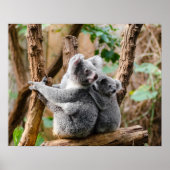 Poster Ours de Koala (Devant)