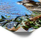 Poster Ours De Koala Dans L'Ancien Arbre, (Coin)