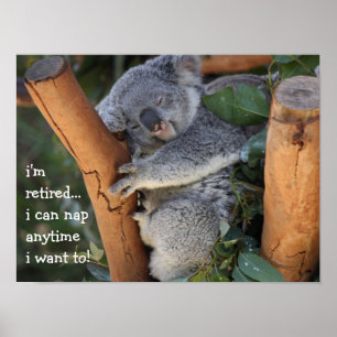 Poster Ours de koala mignon, je suis retiré, je peux