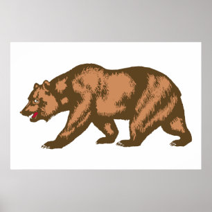 Poster Ours de la Californie