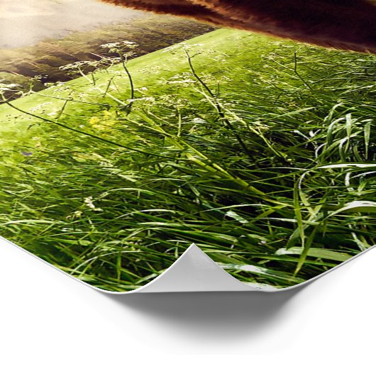 Poster Ours de montagne (Coin)