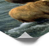 Poster Ours de pêche 1 (Coin)