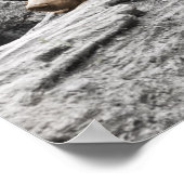 Poster Ours de sommeil sur le Cabine rustique du journal (Coin)