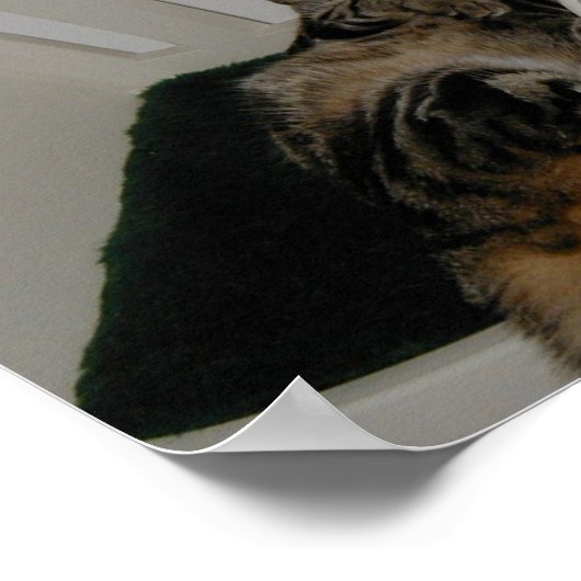 Poster Ours de Tasha (Coin)