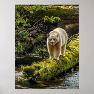 Poster Ours d'esprit blanc   Colombie-Britannique, Canada