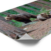 Poster Ours finlandais (Coin)