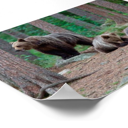 Poster Ours finlandais (Coin)