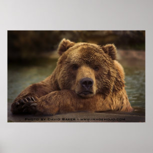 Poster Ours gris