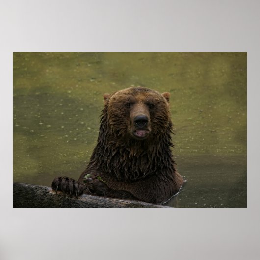 Poster Ours Grizzli Dans L'Eau (Devant)