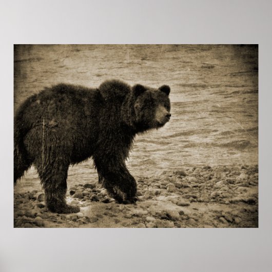 Poster Ours grizzli en antiquité (Devant)