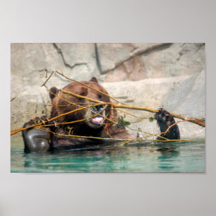 Poster Ours grizzli jouant dans l'eau