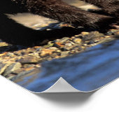 Poster Ours grizzli, ours brun, oursons, Katmai National (Coin)