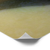 Poster Ours grizzli se baigner (Coin)