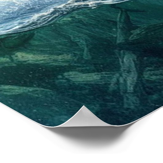 Poster Ours grizzlis avec saumon à truite arc-en-ciel 18x (Coin)